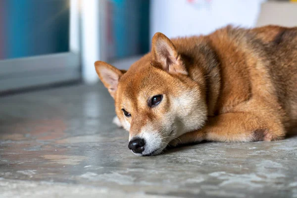 Cão Shiba Dormir Quarto Cão Japonês Dormindo — Fotografia de Stock