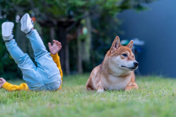 Shiba Inu Brincando Com Garoto Quintal — Fotografia de Stock