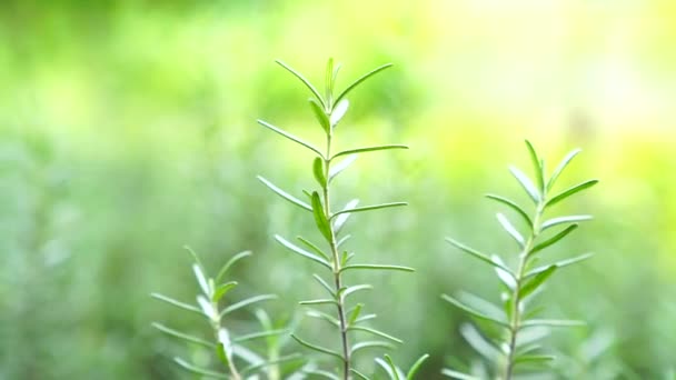 Cosecha Verduras Frescas Huerta Ecológica Verduras Frescas Huerta Ecológica Manos — Vídeos de Stock