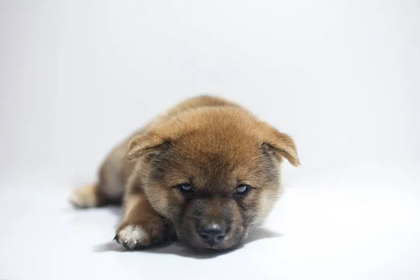 Cachorro Shiba Inu Dormindo Fundo Branco — Fotografia de Stock