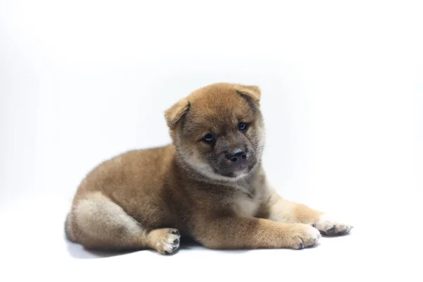 Cachorro Shiba Inu Sentado Fundo Branco Japonês Cão Sentado — Fotografia de Stock