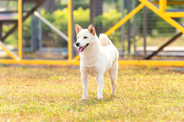 Biały Shiba Inu Lub Hokkaido Inu Biały Pies Stojący Placu — Zdjęcie stockowe