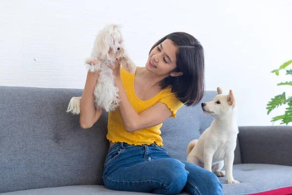 黄色のシャツを着た女性が居間に白い犬を抱えていた 柴犬とマルタ犬 — ストック写真
