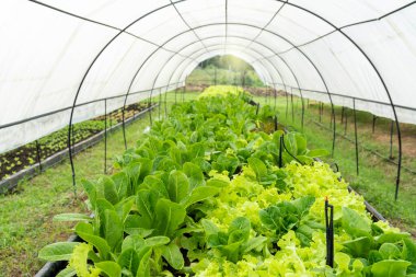 Tarlada organik yeşil meşe marulu yetiştiriyorum. Organik Salata Sahası. Büyüyen Salata. 