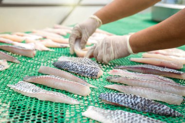 Asya yiyeceklerini koruma. Taze balık sabah güneşini kurutuyor. Balıkların kurutulmasıyla gıda korunması. Kurutulmuş Tilapia. Tayland 'da balıkçıların besin işlemesi