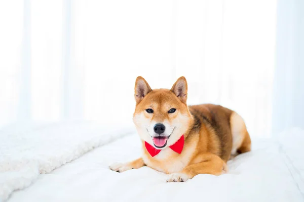Pet Lover Conceito Cão Japonês Cama Quarto Shiba Inu Cães — Fotografia de Stock