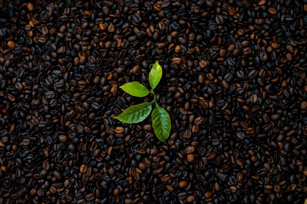 Coffee leaves, coffee and espresso roasted beans. Thailand.