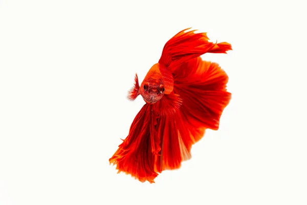 Super Red Betta Fish Siamese Fighting Fish Isolated White Background — Stock Photo, Image