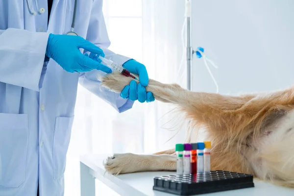 病院の獣医に注射された犬 獣医師は犬の血液検査をしてる — ストック写真
