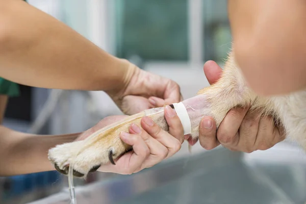 The veterinarian was wrapping tape onto the saline tube. Veterinarian giving injection to dog in vet clinic.