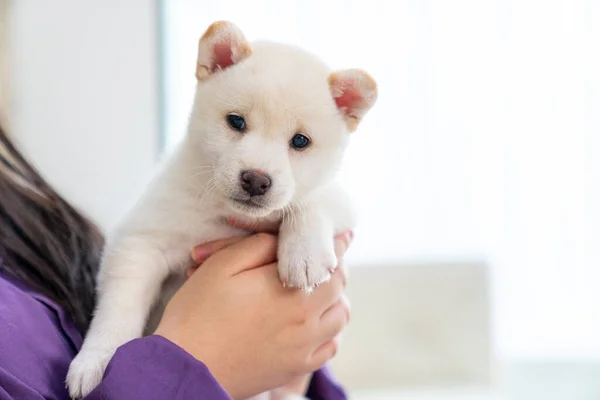 Holčička Drží Štěně Bílé Shiba Inu Japonský Pes — Stock fotografie