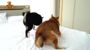 Shiba Inu yatakta oynuyor. Yatakta iki Japon köpeği var..