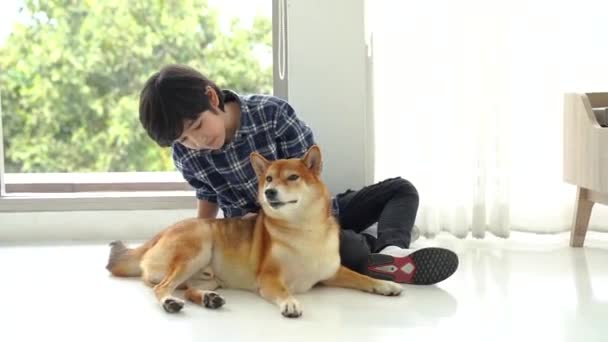 Pojke Leker Med Shiba Inu Ett Sovrum Lägenhet — Stockvideo