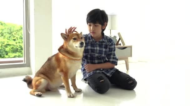 Pojke Leker Med Shiba Inu Ett Sovrum Lägenhet — Stockvideo