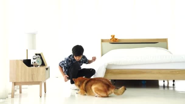 寝室で芝犬と遊んでいる男の子 — ストック動画