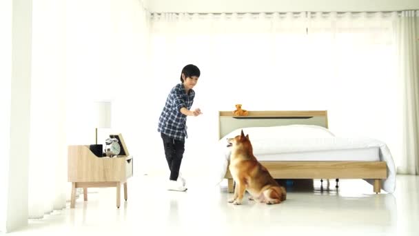 Chico Jugando Con Shiba Inu Dormitorio — Vídeo de stock