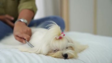 Genç bir kadın yatak odasında beyaz bir Maltese köpeğini tarıyor.. 