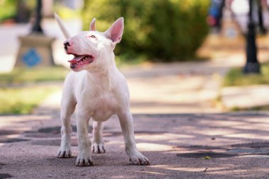 Yavru Köpek, parkta duran bir boğa teriyeri. Bull Terrier, Terrier familyasından bir köpek türü..