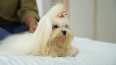 Genç bir kadın yatak odasında beyaz bir Maltese köpeğini tarıyor..