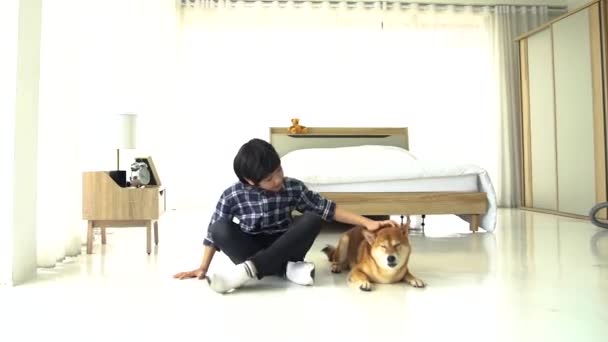 Мальчик Играет Шибой Ину Кровати Спальне Японская Собака — стоковое видео