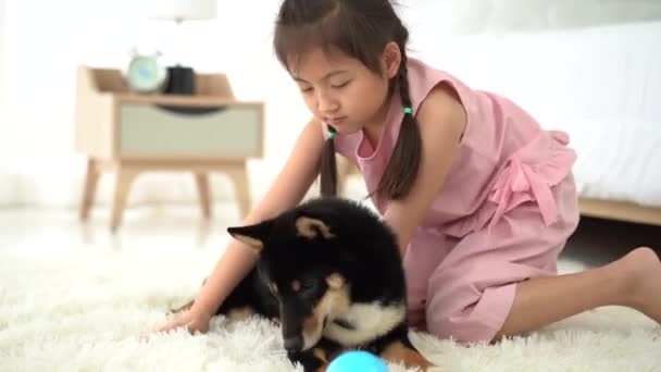 Yatak Odasında Shiba Inu Ile Oynayan Bir Kız Yavru Köpek — Stok video