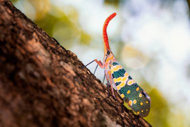Fener böceği. Pyrops kandelaryası. Ağustos böcekleri longan ağacının gövdesinde. Cicadidae Pyrops ducalis. Böcek böcekleri..