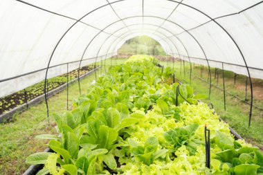 Organik Salata Sahası. Salata yetiştiriyorum. Organik sebzeler gün ışığında yetişiyor..