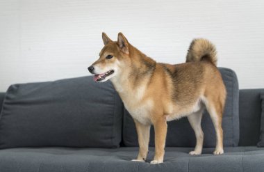 Gri bir kanepede duran kırmızı-kahverengi bir Shiba Inu. Japon köpeği..