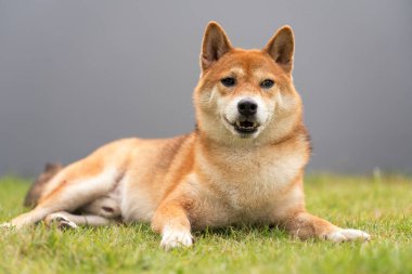 Arka bahçesinde gri çitli bir Shiba Inu. Japon köpeği..
