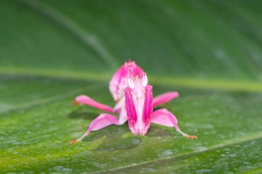 Orkide Mantid Kamuflajı. Yaprağın üzerindeki peygamberdevesi.