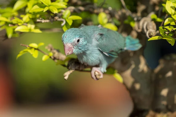 Passarinho Papagaio Está Feliz Árvore Parakeet Árvore Pássaro Forpus Xanthops — Fotografia de Stock