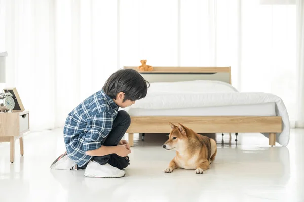 Chico Asiático Perro Shiba Inu Asiático Chico Están Enseñando Entrenando —  Fotos de Stock