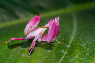 Orchid Mantis Camouflage. The praying mantis on leaf. clipart