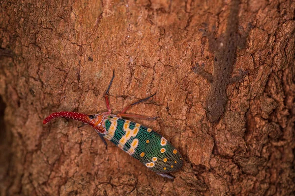 Insectos Lanterna Piropos Candelária Cigarras Estão Tronco Árvore Longã Cicadidae — Fotografia de Stock