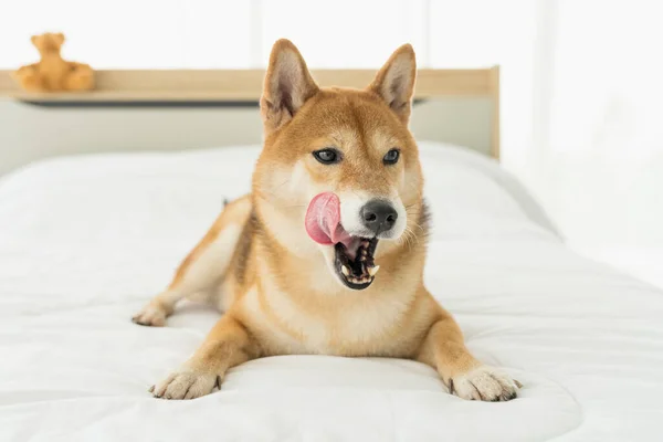Dog Licking His Lips. A Shiba puppy is hungry in bed. Shiba inu is japanese dog.