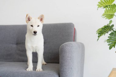Beyaz Shiba Inu köpeği ya da Hokkaido Inu köpeği oturma odasındaki kanepeye bakan kamera..