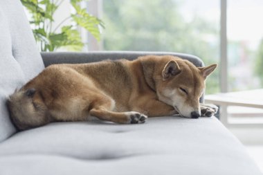 Shiba Inu kanepede yatıyor. Shiba Inu köpeği uyuyor. Köpek oturma odasında..