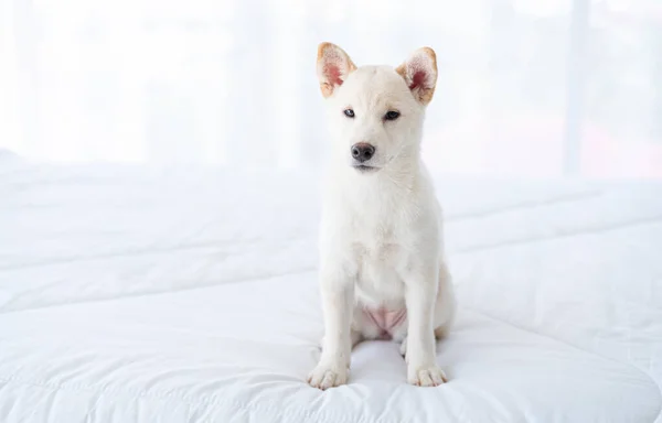 Shiba Inu Cão Branco Cor Hokkaido Inu Cão Olhando Câmera — Fotografia de Stock