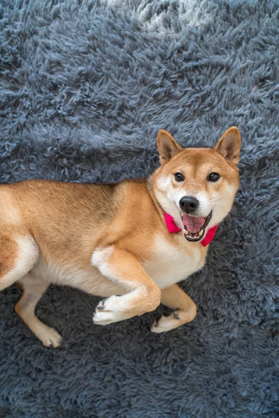 Shiba Inu Está Deitado Tapete Cinzento Shiba Inu Olhando Para — Fotografia de Stock