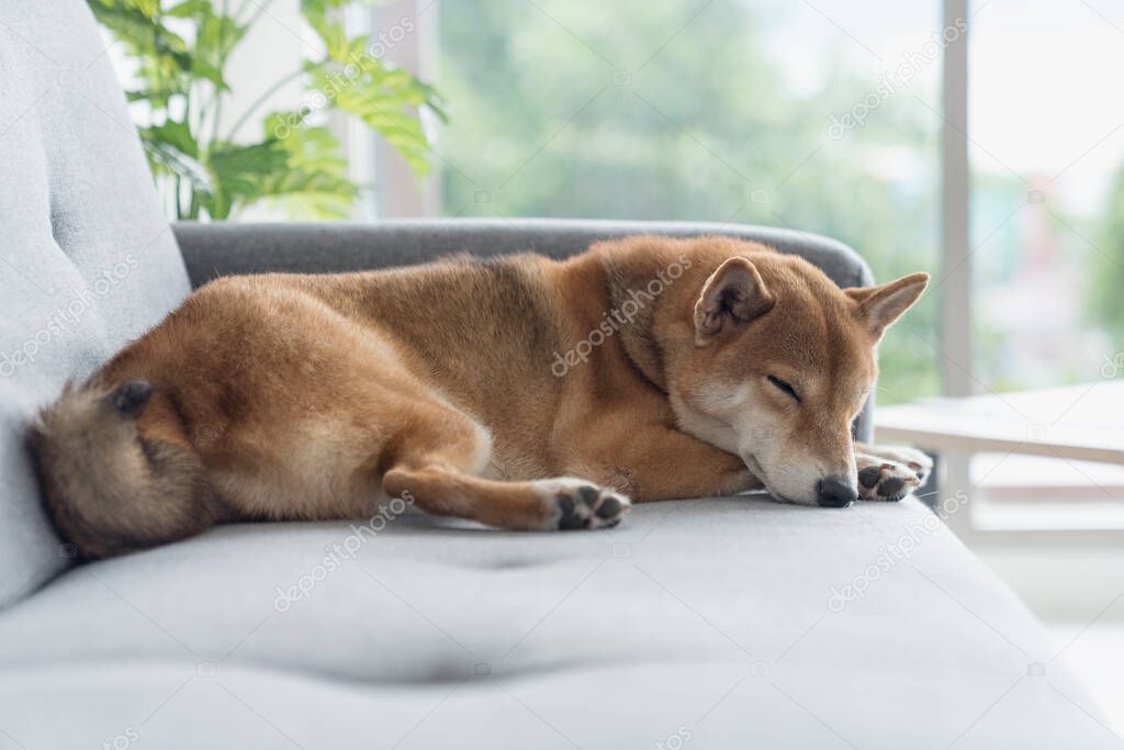 The Shiba Inu is lying on the sofa. Shiba Inu dog sleeping. Dog in the living room.