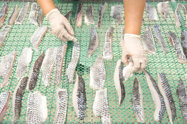 Gli Agricoltori Stanno Asciugando Tilapia Una Cupola Pulita Tradizionale Conservazione — Foto Stock