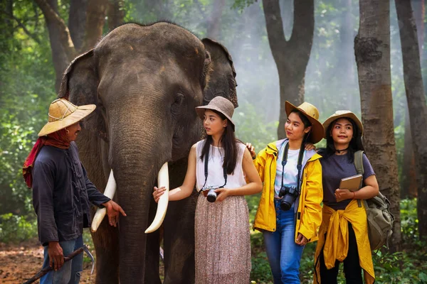 Les Touristes Marchent Pour Explorer Forêt Avec Des Éléphants Des — Photo