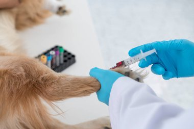 Veteriner. Doktor köpeğin virüs için kan olduğunu test ediyor. Veteriner veteriner veteriner kliniğindeki köpeğe iğne yapıyor. Veteriner salin solüsyonunu vermek için deri altı iğnesi kullanıyor..