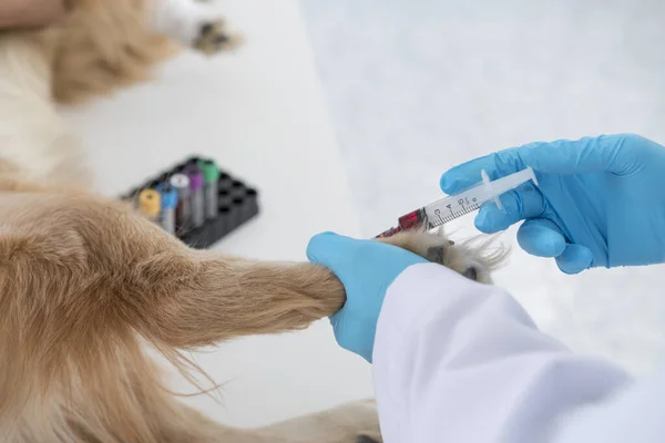 Veteriner. Doktor köpeğin virüs için kan olduğunu test ediyor. Veteriner veteriner veteriner kliniğindeki köpeğe iğne yapıyor. Veteriner salin solüsyonunu vermek için deri altı iğnesi kullanıyor..