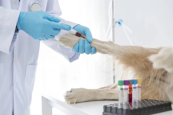医者は犬がウイルスの血液であることをテストしている 獣医は獣医クリニックで犬に注射する 獣医師は生理食塩水を管理するために低血圧の針を使用しています — ストック写真