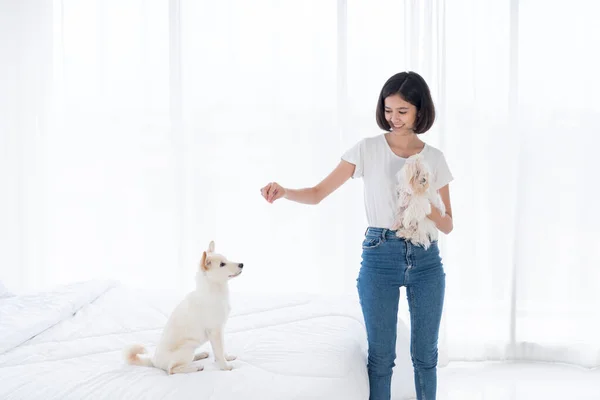 アジア系の少女と柴犬 アジアの少女は寝室で犬を教えたり訓練したりしている 女の子と白 北海道犬とマルタ犬 — ストック写真
