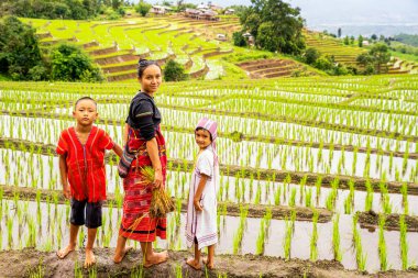 Pirinç tarlalarında çiftçilik yapan bir çocuk. Çiftçiler yağmur mevsiminde pirinç yetiştirirler. Pirinç tarlalarında çiftçiler. 