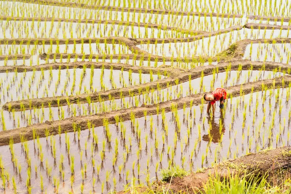 Niño Que Está Cultivando Terrazas Arroz Los Agricultores Cultivan Arroz — Foto de Stock
