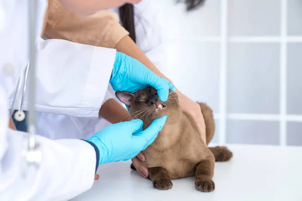 Ein Tierarzt Untersucht Die Zähne Einer Katze Untersuchung Des Mauls — Stockfoto