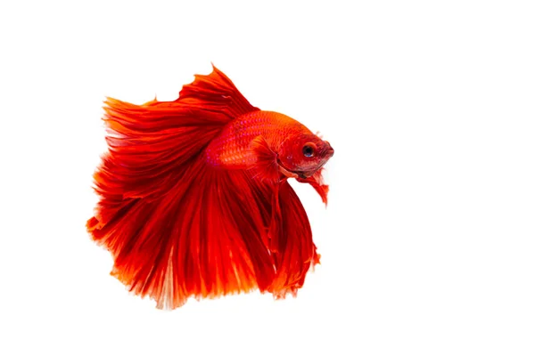 Red Betta Fish Siamská Bojová Ryba Izolovaná Bílém Pozadí Thajsko — Stock fotografie